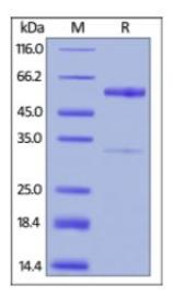 SDS-PAGE (TNFSF11-395H).jpg